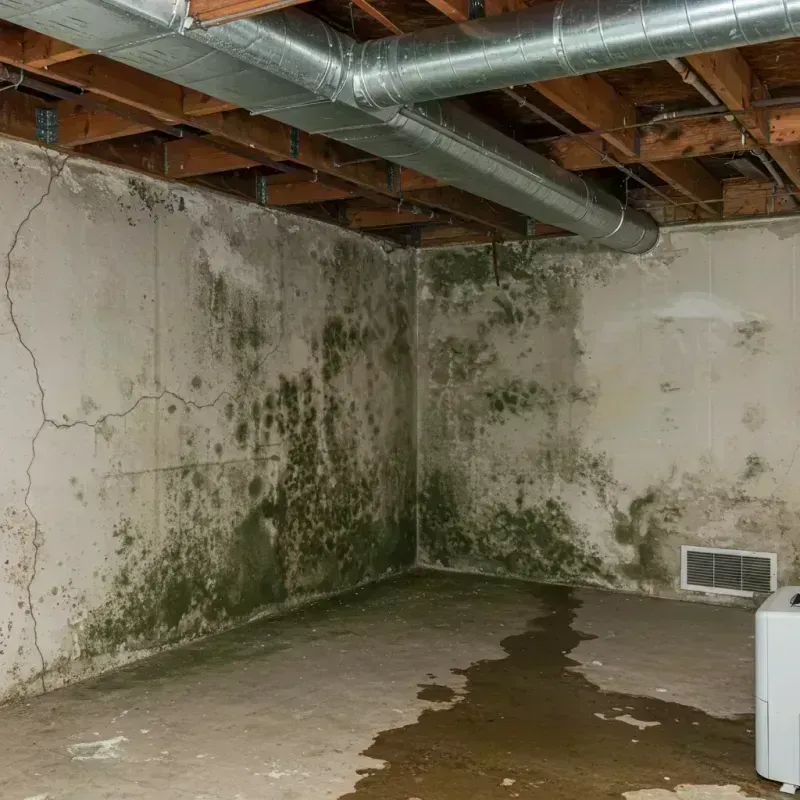 Professional Mold Removal in Walker County, AL